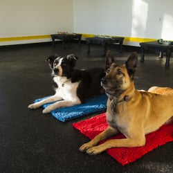 You and Your Dog Training & Services