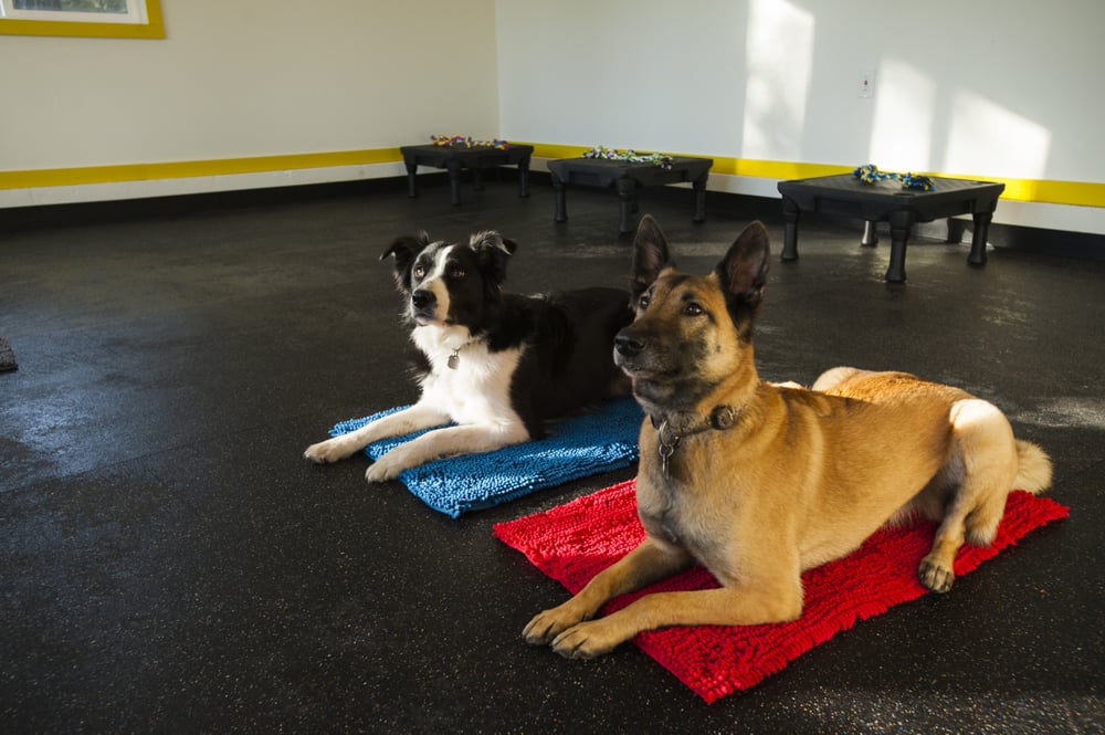 YOU AND YOUR DOG TRAINING & SERVICES Updated September 2024 12