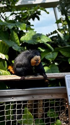 Moody Gardens Attractions Theme Park by null