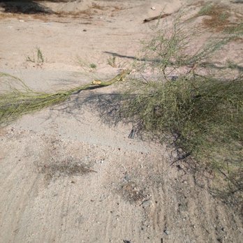 D&J Landscape Maintenance - a tree that has fallen down - Landscaping Near Me