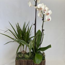 Paraiso Flower Shop - great office gift