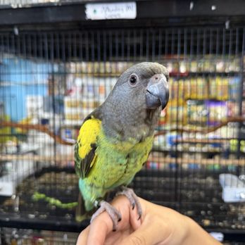 The Perfect Parrot - Pet Stores Near Me - North Hollywood, California