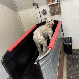 frontline plus versus frontline gold