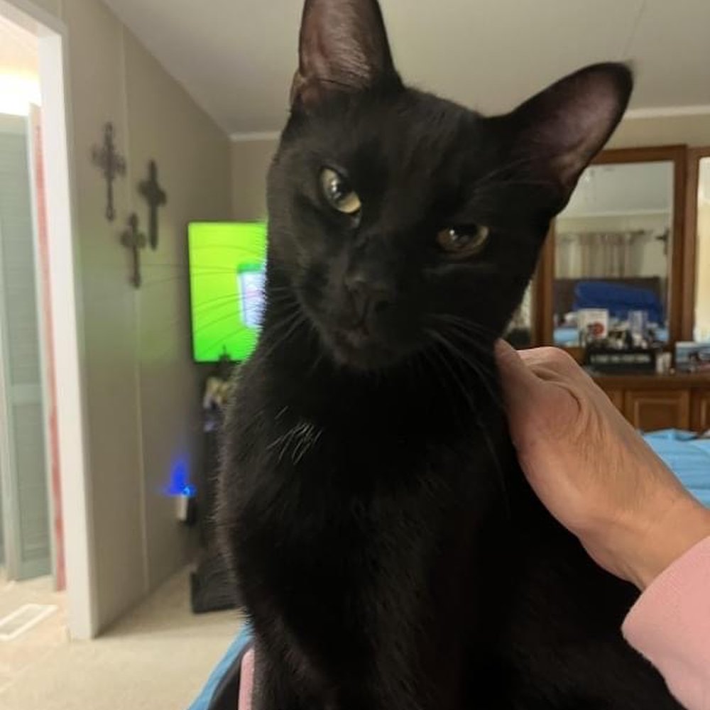 Life With Pets - This is my CoalBear. He went missing on 11-09-2023 from Overton, Tx. He is 1 1/2 yes old. And been fixed. - Pet Stores Near Me - Tyler, Texas Life With Pets - This is my CoalBear. He went missing on 11-09-2023 from Overton, Tx. He is 1 1/2 yes old. And been fixed. - Pet Stores Near Me - Tyler, Texas