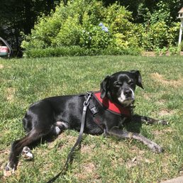 Our dog