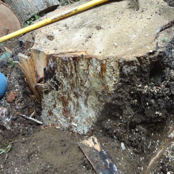 Champion Tree Care - Tree Services Near Me - Everett, Washington Champion Tree Care - Tree Services Near Me - Everett, Washington