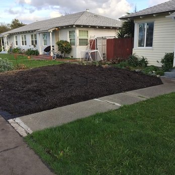 Samayoa Landscaping Berkeley - BEFORE - ugly, weedy lawn with a stalled out attempt at lawn conversion on one side - Landscaping Near Me Samayoa Landscaping Berkeley - BEFORE - ugly, weedy lawn with a stalled out attempt at lawn conversion on one side - Landscaping Near Me