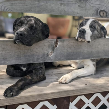 Jamestown Veterinary Hospital - Two of Jamestown Vets patients! - Veterinarians Near Me - Jamestown, California Jamestown Veterinary Hospital - Two of Jamestown Vets patients! - Veterinarians Near Me - Jamestown, California