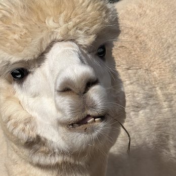 Breezy Hill Farm - Attraction Farms Near Me - Woodbine, Maryland