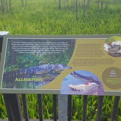 Blue Elbow Swamp