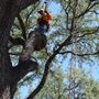 Photo of Buchanan Tree Company