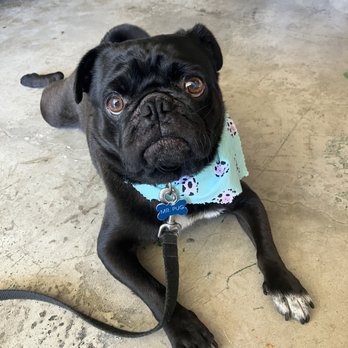 Doggie Dos - Mr. Pug - Pet Groomers Near Me - La Mesa, California