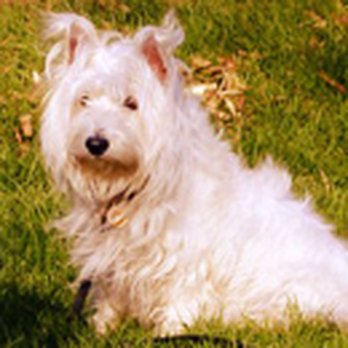 Good Dog - Pet Training Near Me - Chicago, Illinois
