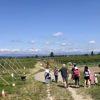Bailey Family Farm - U pick family fun! - Pick Your Own Farms Near Me - Snohomish, Washington