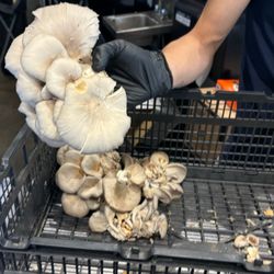 miXt Food Hall - Look at those mushrooms!!