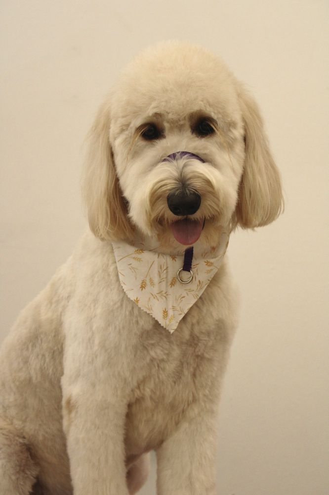 ALPHA MOBILE GROOMING Updated October 2024 Request an Appointment