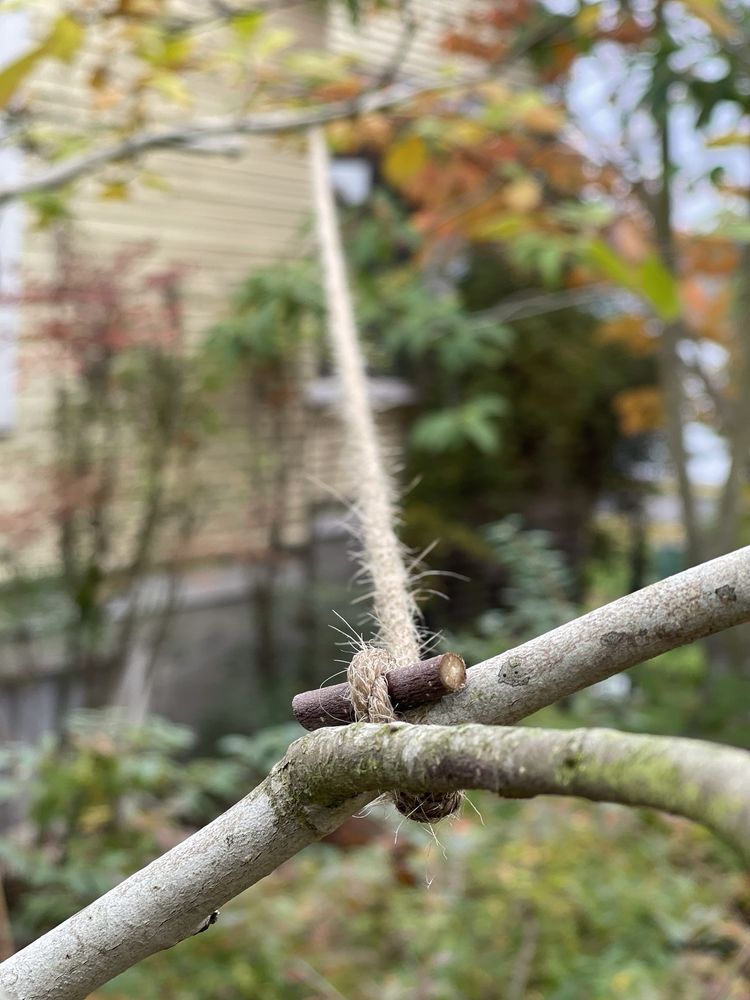 Zenzia Gardens - tree service in Seattle, WA
