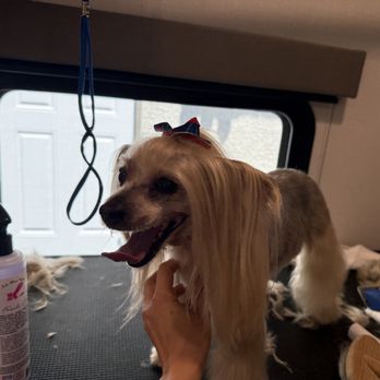 Groom and Fix - Pet Groomers Near Me - Las Vegas, Nevada Groom and Fix - Pet Groomers Near Me - Las Vegas, Nevada