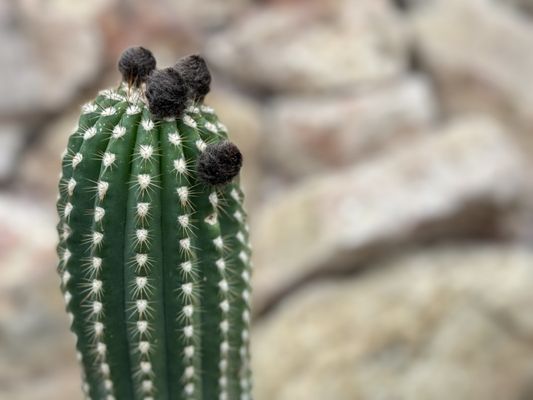 Muttart Conservatory by null