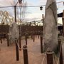 Photo of Hiccup’s Wing Gliders