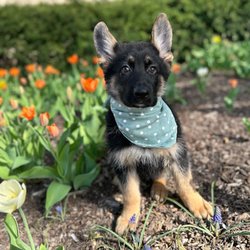 Furry Babies Aurora