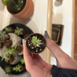 Black Phin - Plants being sold