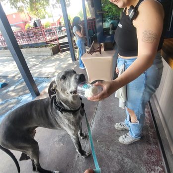 Bodega - Pup Cup - Coffee & Tea Near Me - Mount Pleasant, South Carolina