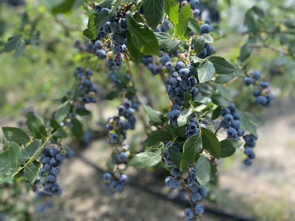 BLUEBERRY BILL FARMS Updated August 2024 18 Photos & 16 Reviews