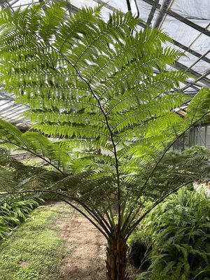 Rockefeller Park & Greenhouse by null