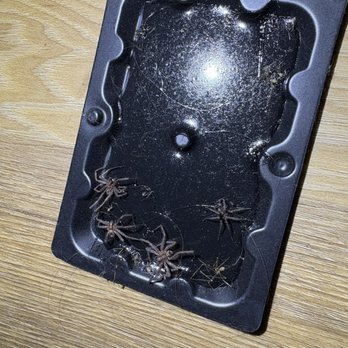 Bug Off Pest Control - Wolf spiders - Pest Control Near Me - Greenwood, Indiana Bug Off Pest Control - Wolf spiders - Pest Control Near Me - Greenwood, Indiana