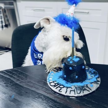 Pawtriotic Dog Bakery - Winston loving his cake. - Pet Stores Near Me - Murrieta, California Pawtriotic Dog Bakery - Winston loving his cake. - Pet Stores Near Me - Murrieta, California