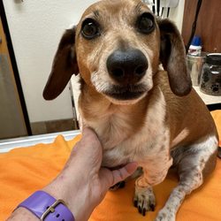 1st Pet Veterinary Centers - North Valley
