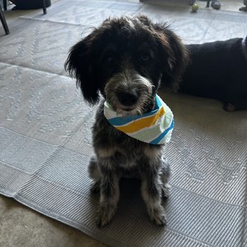 Diamond Dog Pet Spa - Daisy - Pet Groomers Near Me - Seffner, Florida Diamond Dog Pet Spa - Daisy - Pet Groomers Near Me - Seffner, Florida