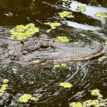 Airboat Adventures - Boat Tours Near Me - Lafitte, Louisiana