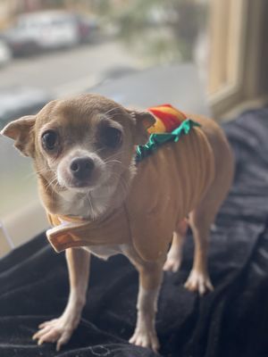 Belmont Heights Animal Hospital 17 Photos 60 Reviews Veterinarians 255 Redondo Ave Long Beach Ca United States Phone Number