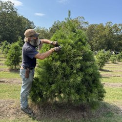 Mistletoe Christmas Tree Farm