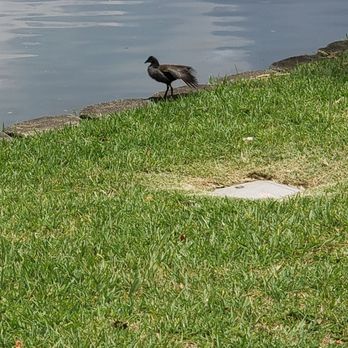 Lake Eola Park - Duck - Parks Near Me - Orlando, Florida