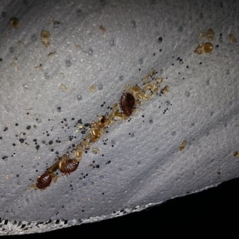 Besic Pest Control - Bed bug infestation on sheets of the bed. - Pest Control Near Me Besic Pest Control - Bed bug infestation on sheets of the bed. - Pest Control Near Me