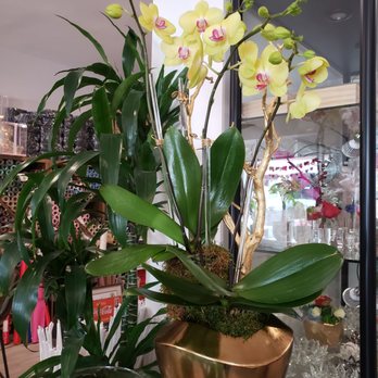 Orchid Boutique Florist - Beautiful orchid display - Flowers & Gifts Near Me - San Gabriel, California Orchid Boutique Florist - Beautiful orchid display - Flowers & Gifts Near Me - San Gabriel, California