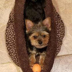 Yorkie911 Rescue - First Rescue!