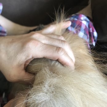 Pretty Pets Mobile Grooming - My puppy's stringy blunt cut all over his body. - Pet Groomers Near Me Pretty Pets Mobile Grooming - My puppy's stringy blunt cut all over his body. - Pet Groomers Near Me