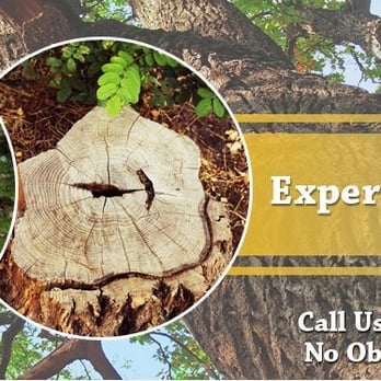 MML Tree Service - a picture of a tree that has been cut down - Tree Services Near Me - Belle Mead, New Jersey MML Tree Service - a picture of a tree that has been cut down - Tree Services Near Me - Belle Mead, New Jersey