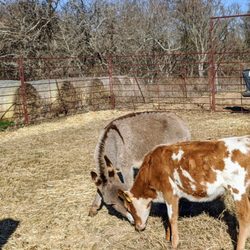 Redawg Ranch - Donkeys and Calves living together in udder chaos.