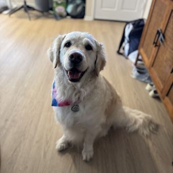Dirty Dogs - Pet Groomers Near Me - Solana Beach, California