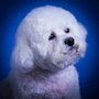 Photo of Good Dog Grooming Studio