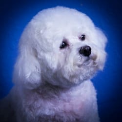 Good Dog Grooming Studio - Maggie (Bichon) is ready and looking for her dad.