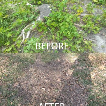Sweat Brothers Tree Surgery - Sweat Bros got this stump out the middle of my yard in no time. - Tree Services Near Me - Norfolk, New York Sweat Brothers Tree Surgery - Sweat Bros got this stump out the middle of my yard in no time. - Tree Services Near Me - Norfolk, New York