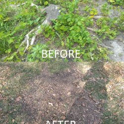 Sweat Brothers Tree Surgery - Sweat Bros got this stump out the middle of my yard in no time.