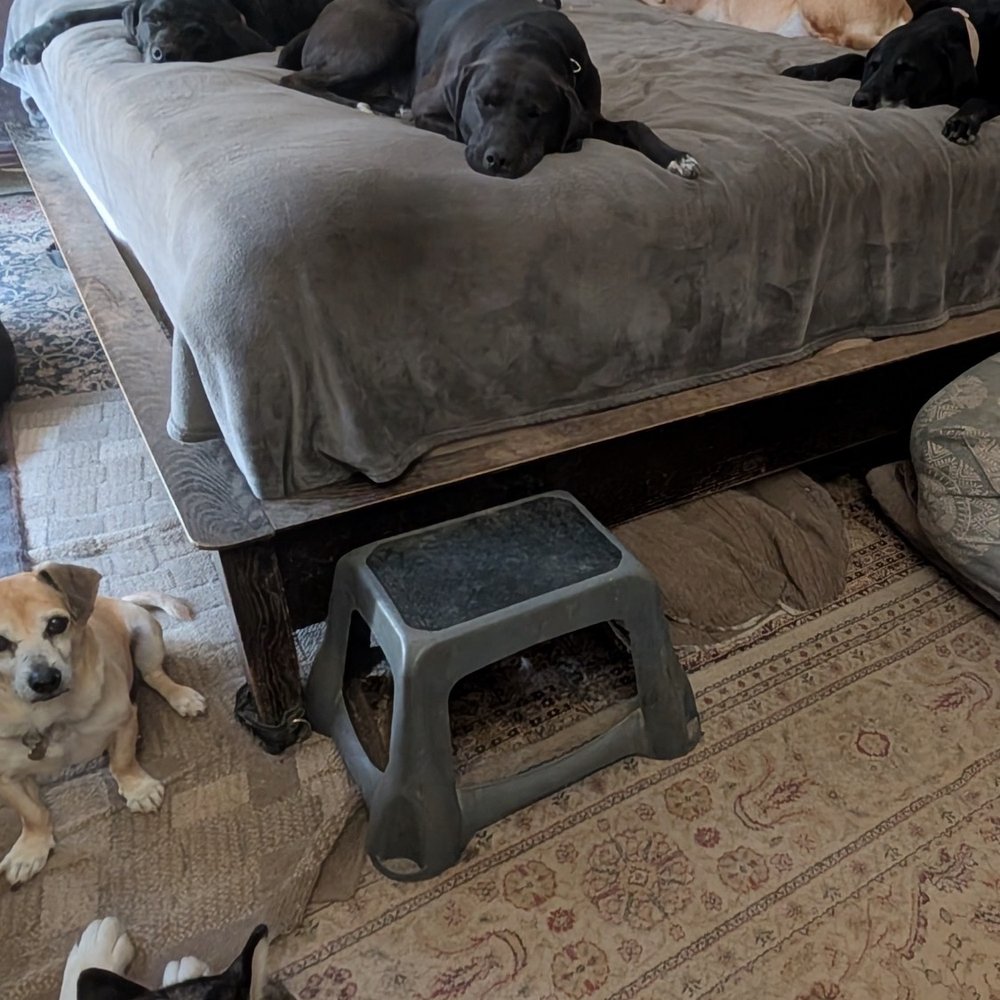 Stephen Walks Dogs - My eighth month old Samson enjoying a comfortable nap on the bed of his Daycare dog Daddy. - Pet Sitting Near Me