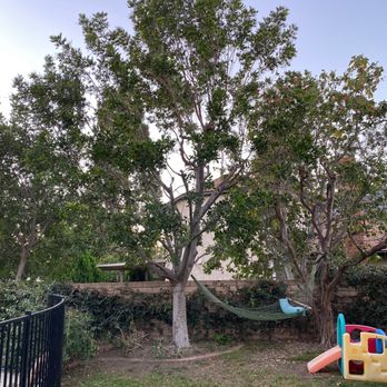 ALL AMERICAN TREE SERVICE - Quality Tree trimming - Landscaping Near Me ALL AMERICAN TREE SERVICE - Quality Tree trimming - Landscaping Near Me